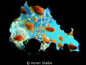 Jewel Fairy Basslet by Horen Stalbe 